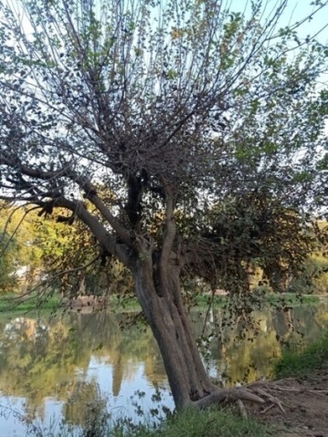 A tree with canal view 