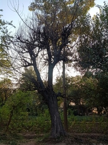 An autumn tree