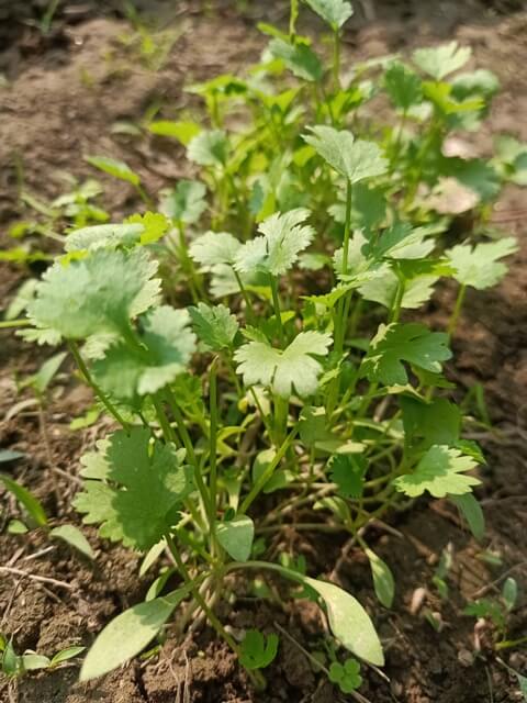 Coriander plant