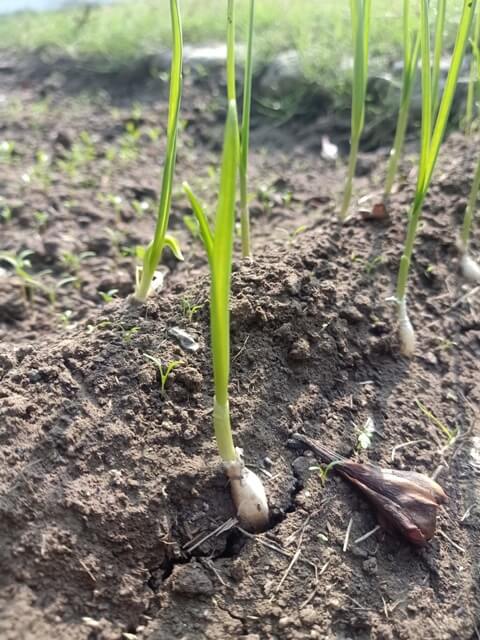 Garlic germination