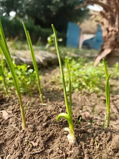 Garlic plants