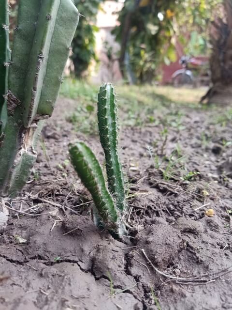 Tiny cactus plant