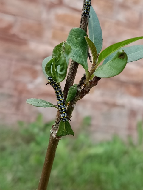 Swallowtail caterpillar on a plant