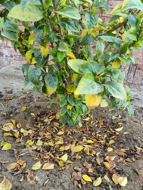 Hibiscus and autumn season