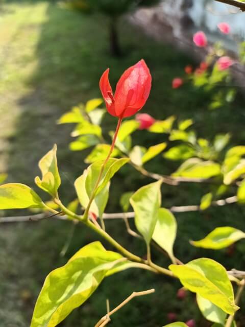 Attractive flower of bougainvillea