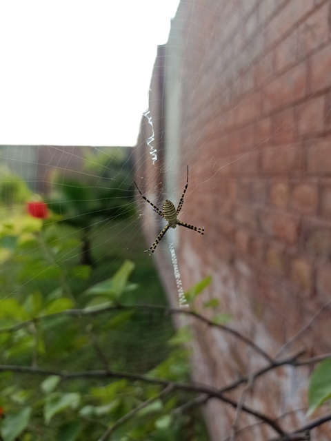 Spider web in a garden