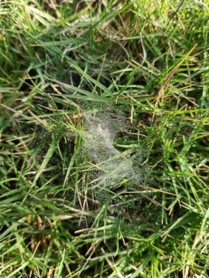 Winter dew on a spider web