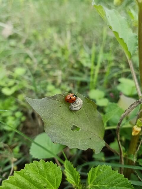 Lady bug 