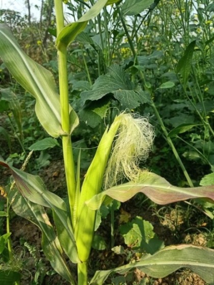 Corn plant image