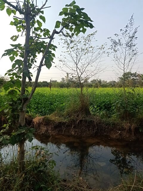 A canal with mustard fields