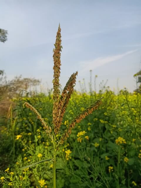 Cereal plant in mustard field