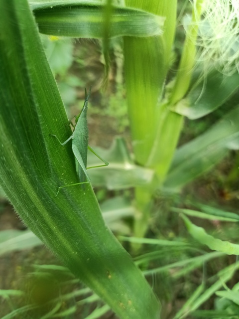 A green grasshopper and leaves