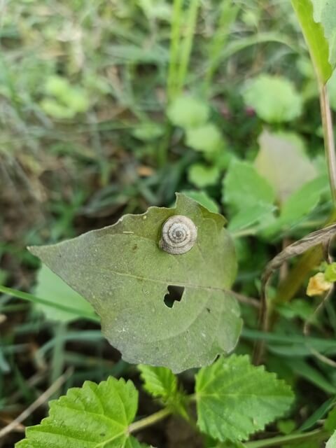 A leaf with snail shell