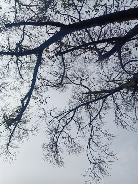A giant tree branches without leaves
