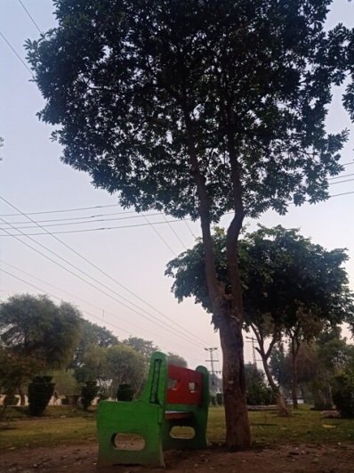 A park with a bench and tree
