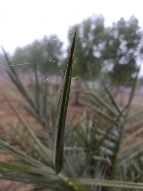 Dew drop on a leaf with spider web