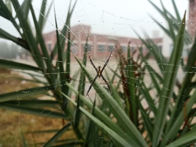 Spiderweb with dew in wild life
