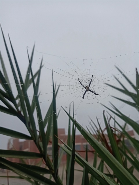 Beautiful garden spider