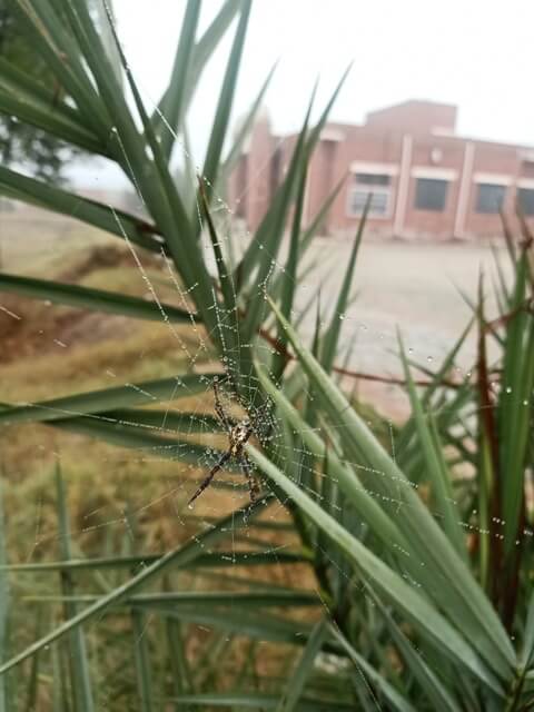 Garden spider on plant leaf