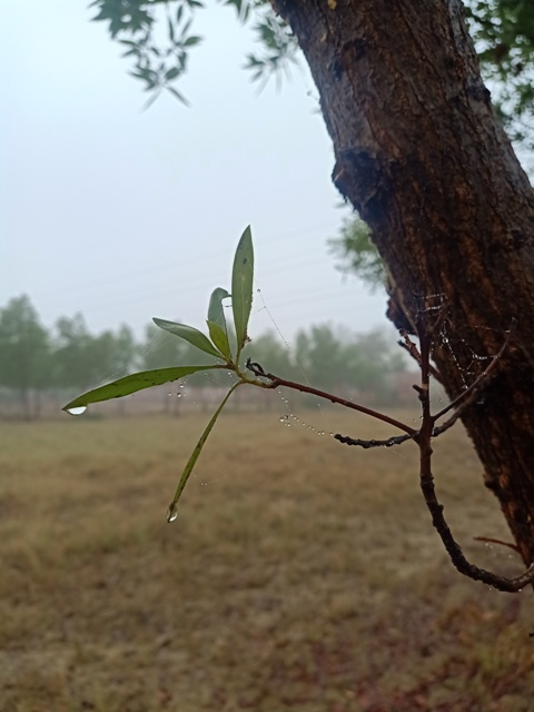 A tree leaves with rain drops 
