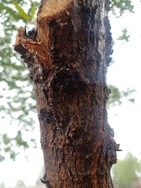A tree bark 