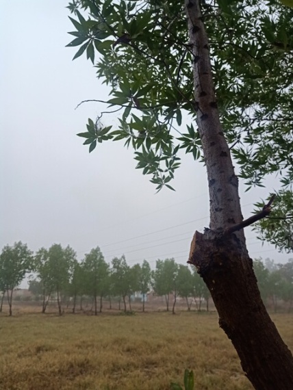 Ficus tree in foggy weather 