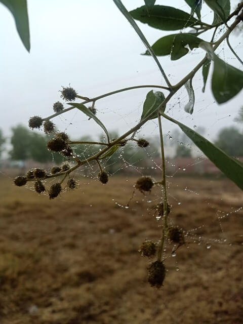Winter dew drops on a tree 