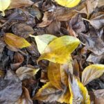 Decomposing autumn leaves