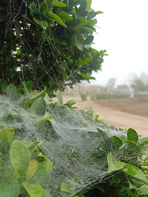 Condensed water drops on a spider web