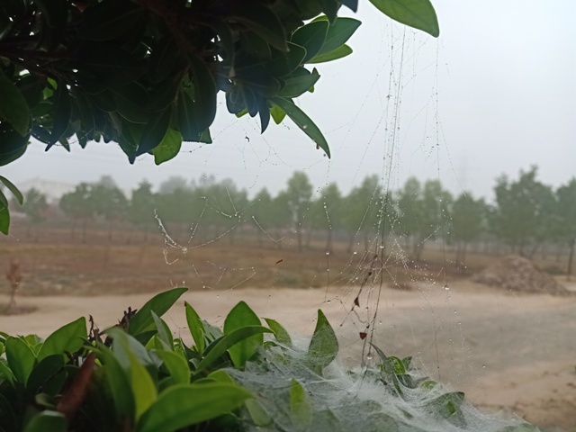 Spider webs during winter