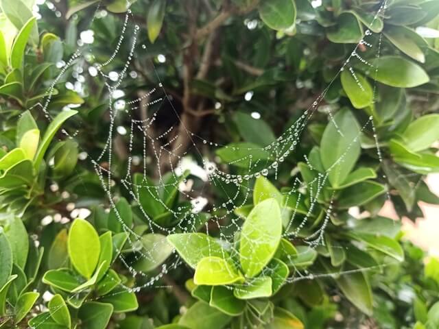 Attractive spider web with dew