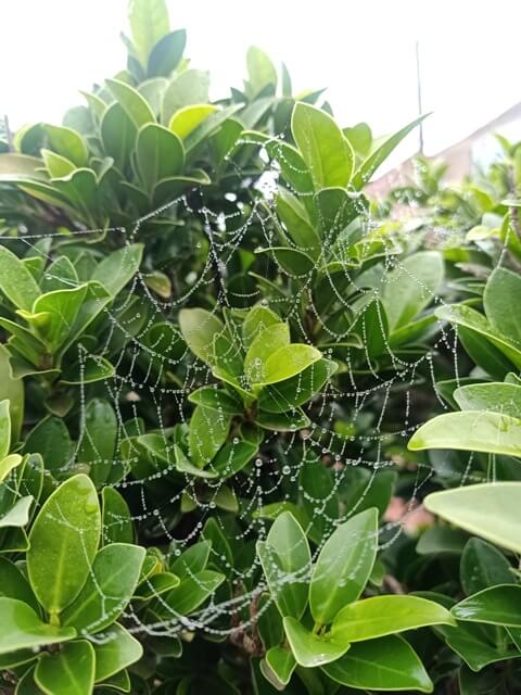 Spider web on plant with dew