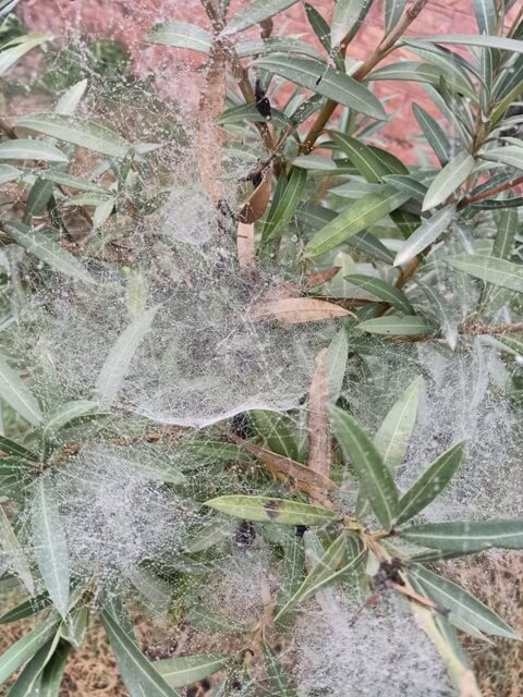 Condensed spider webs with dew 