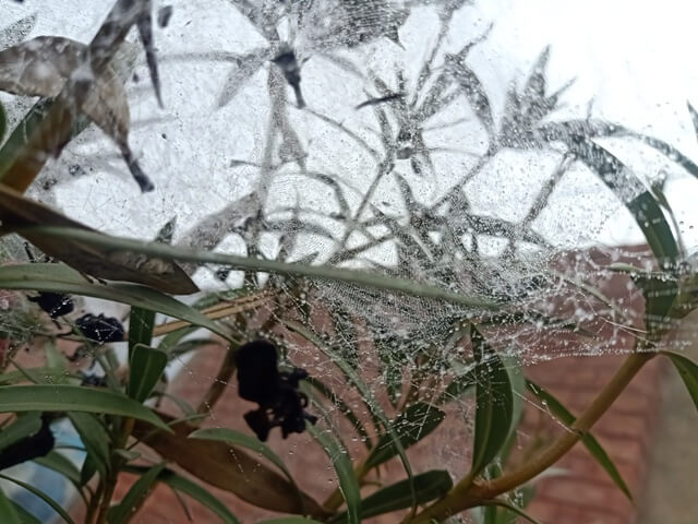Ventral picture a web with dew