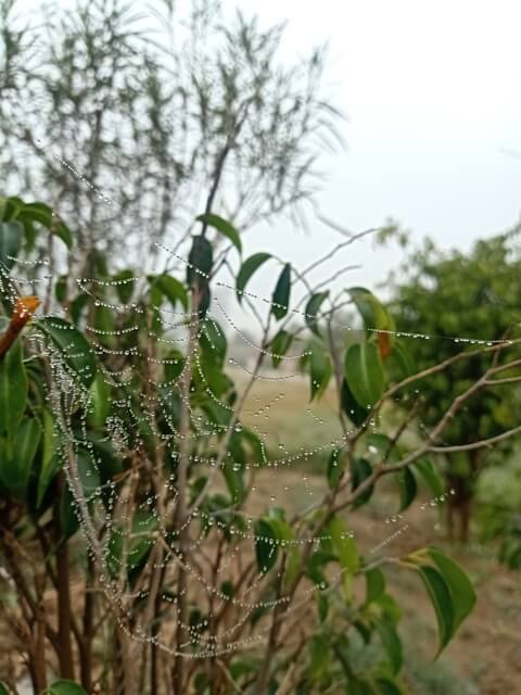 Spider web with winter morning dew
