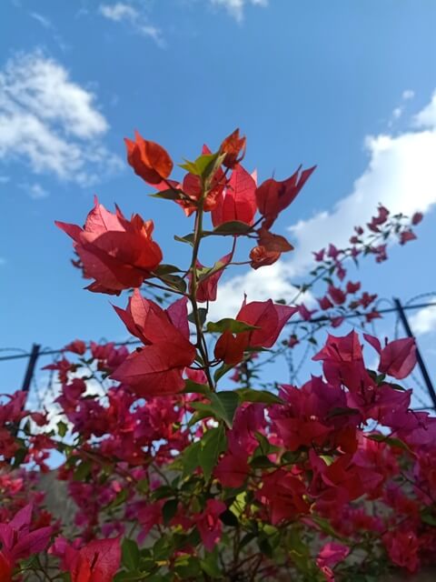 Blue sky and bougainvillea flowers