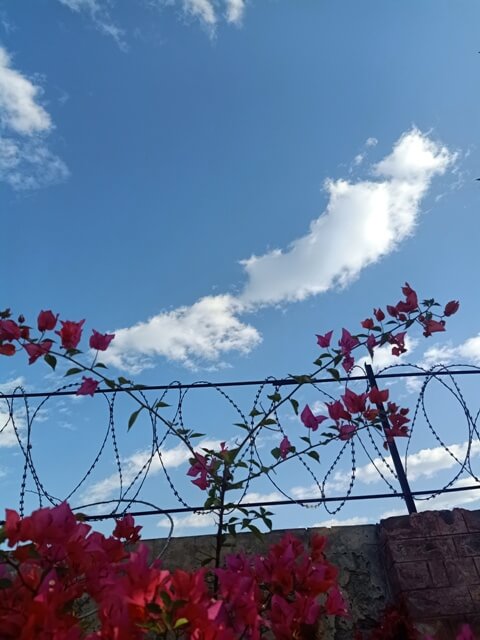 Bougainvillea plant on a wall with blue sky and clouds