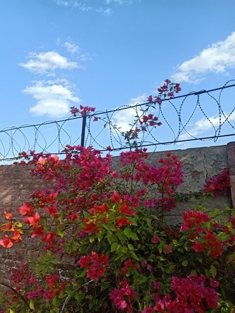 Bougainvillea plant bloom with a wall