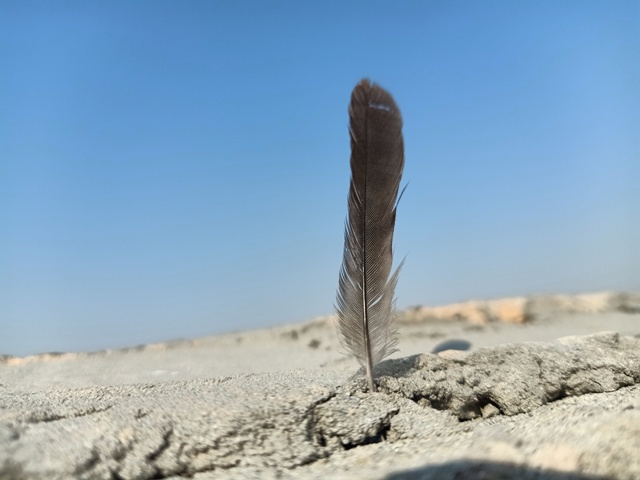 Feather picture with blue sky