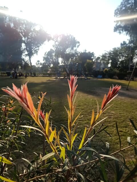 Paintbrush plant