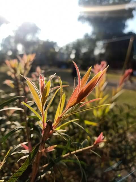 Paintbrush plant leaves in sunlight