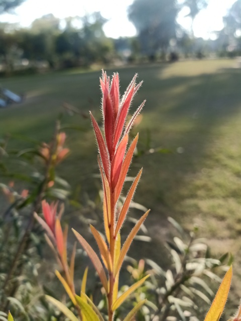 Beautiful paintbrush leaves in a garden