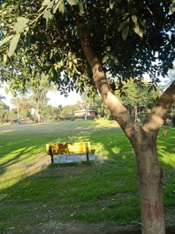 A garden tree and a bench