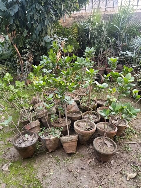 Plant pots in a garden
