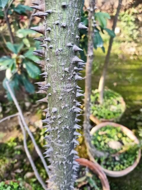 Silk floss plant stem
