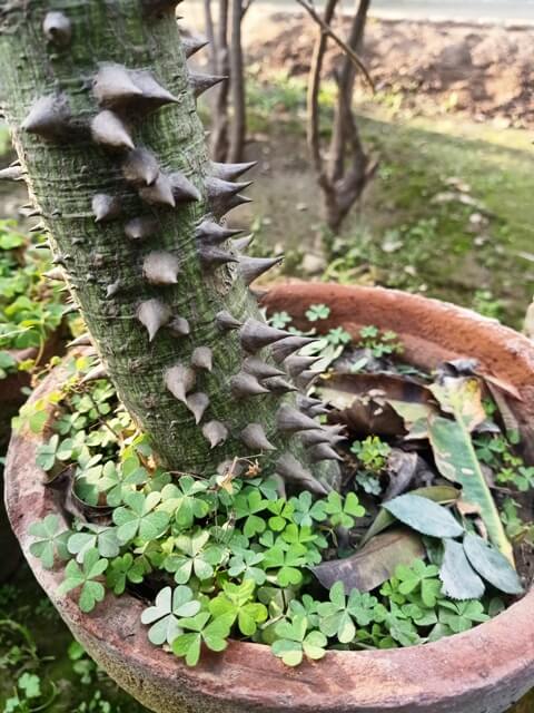 Silk floss plant stem image