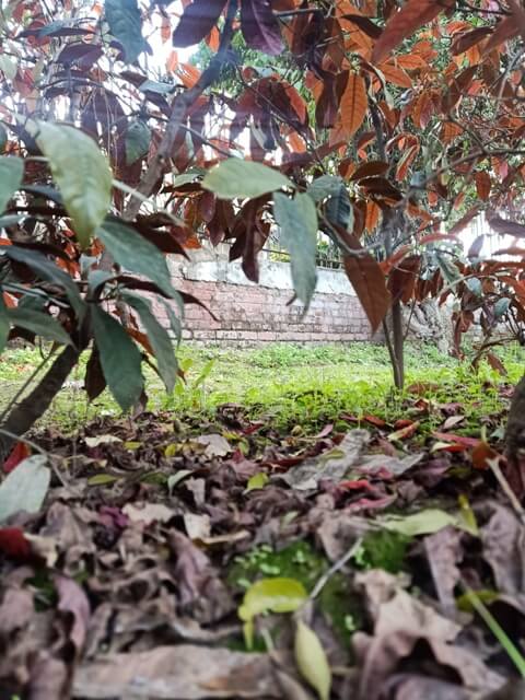 Leaf fall image of a plant