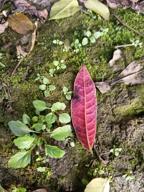 Colorful leaf on the ground in winter 