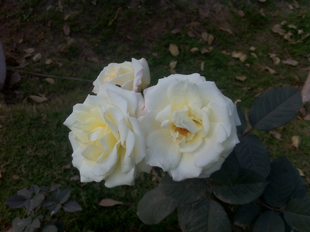 Bunch of white roses 