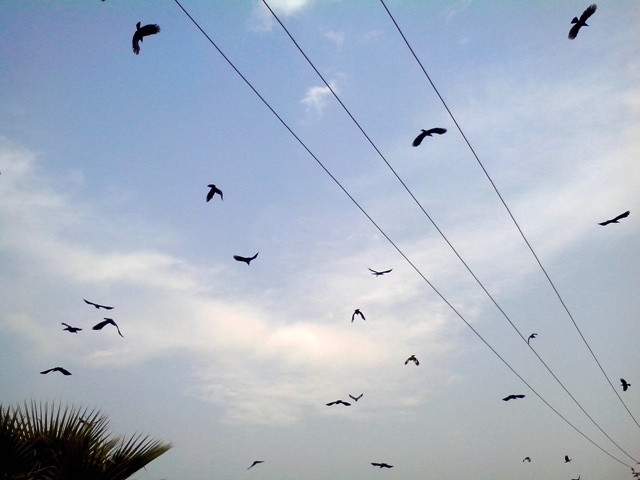 Birds during morning flight